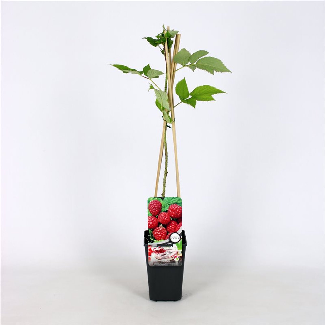 Rubus idaeus 'Autumn Bliss' - C2 70/+ CM